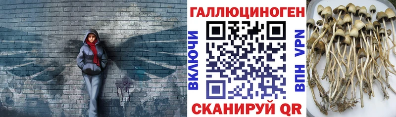 Псилоцибиновые грибы мицелий Купить Нижнеудинск